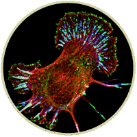 Gertler Lab Image