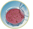 petrie dish