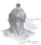 osmoregulation