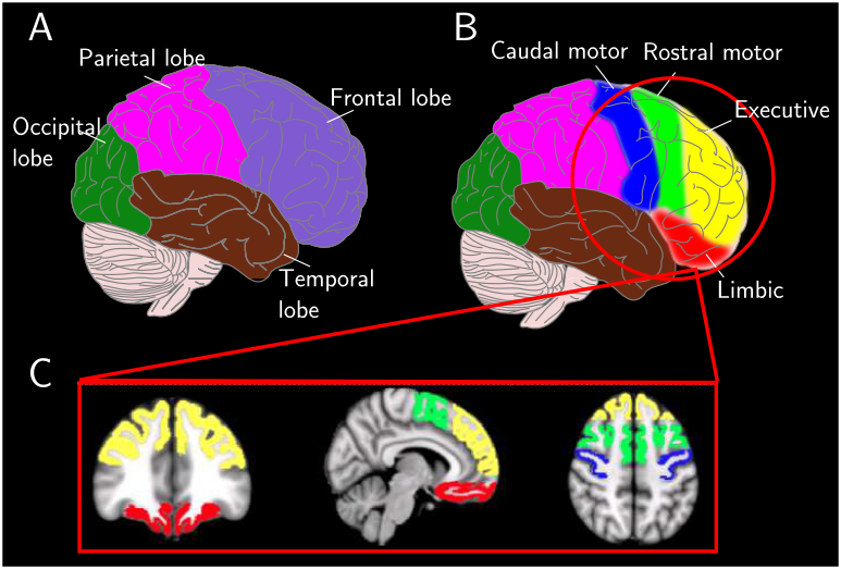 Figure 4: Cortical targets