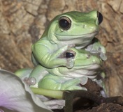 frogs.jpg