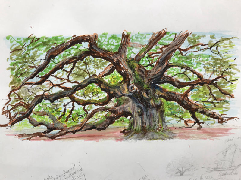 Mississippi live oak