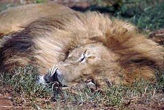 lion