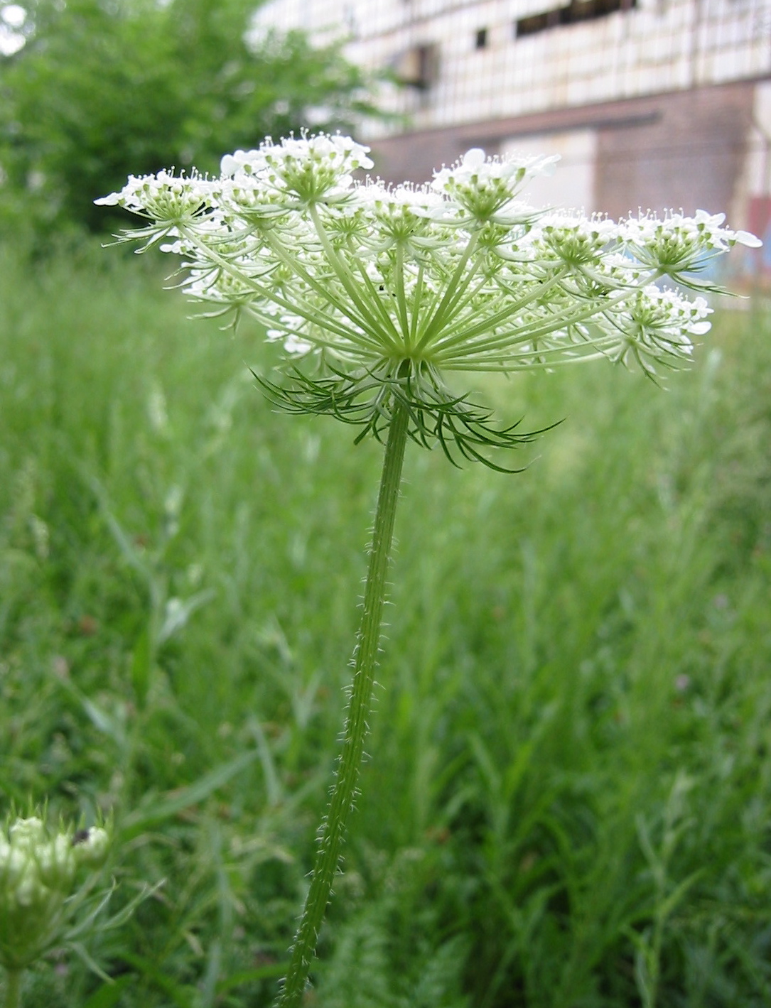 Daucus carota С†РІРµС‚РѕРє