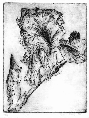[Etching of an iris]